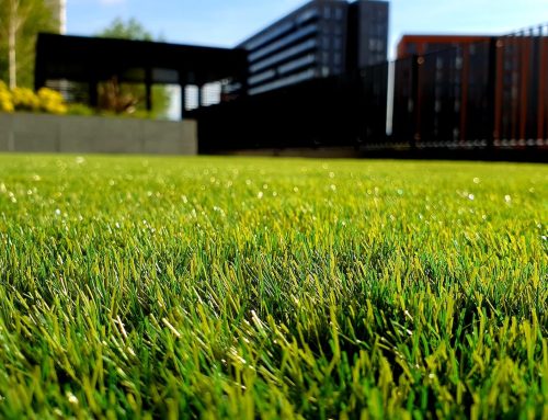 Using Turf Grass for Your Lawn: What Are the Benefits?